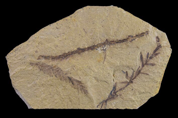 Dawn Redwood (Metasequoia) Fossil - Montana #153709
